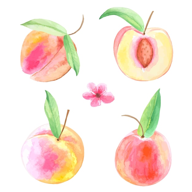 Set of watercolor peaches with leaves