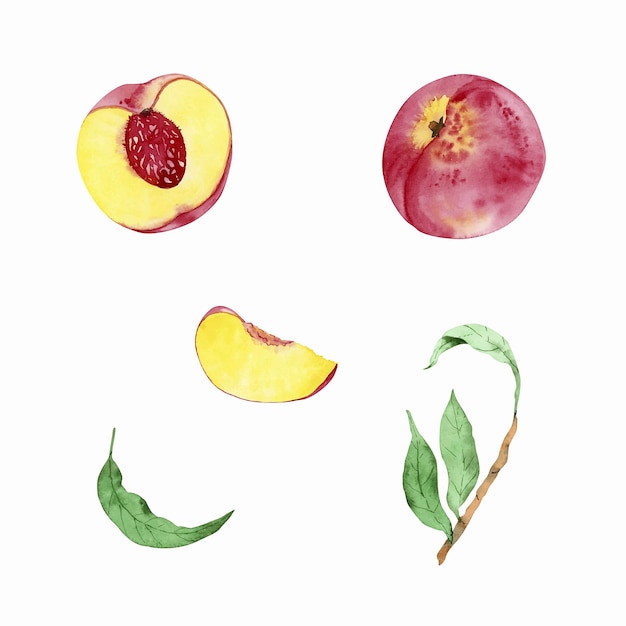 Set of watercolor peaches