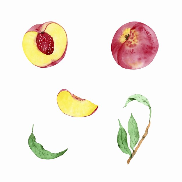 Set of watercolor peaches