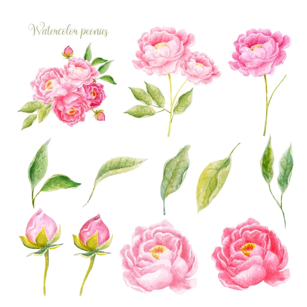 Vector set of watercolor peonies hand drawn flower