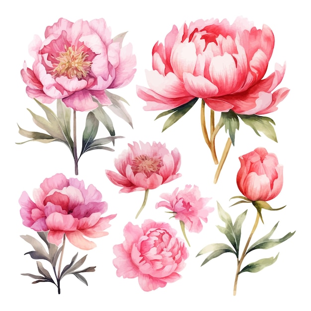 Set of watercolor peony flowers clip art vintage style white background