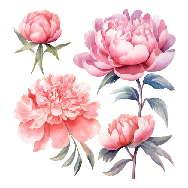 Set of watercolor peony flowers clip art vintage style white background