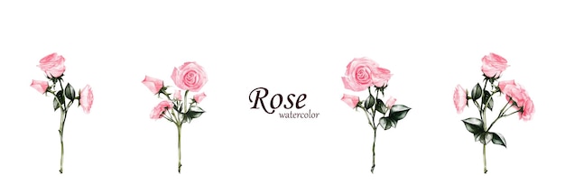 Insieme del vettore del mazzo della rosa rosa dell'acquerello isolato su priorità bassa bianca