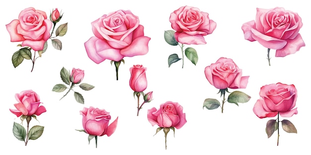 Set of watercolor pink roses in various styles on a white background