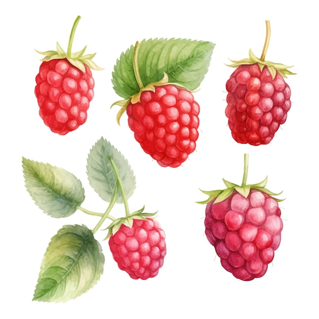 Vector set of watercolor raspberry clipart white background