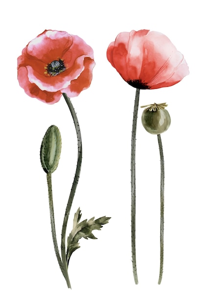 A set of watercolor red poppies buds sprouts seeds Handdrawn floral illustration