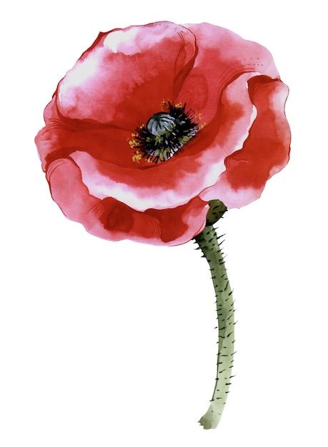 A set of watercolor red poppies handdrawn floral illustration red wildflowers