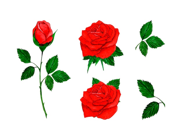 Vector set of watercolor red roses isolated on white background.