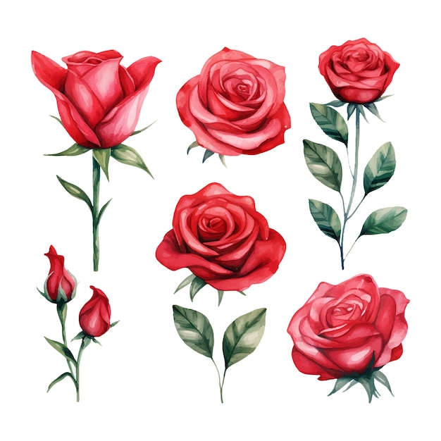 白い背景に隔離された水彩の赤いバラのセット