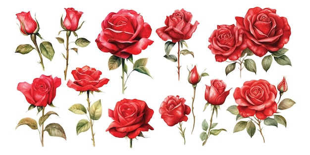 Set of watercolor red roses in various styles on a white background