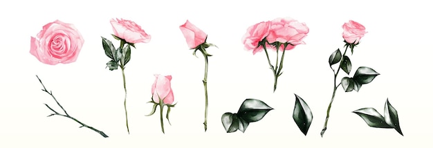 Set Watercolor of rose elements vector design