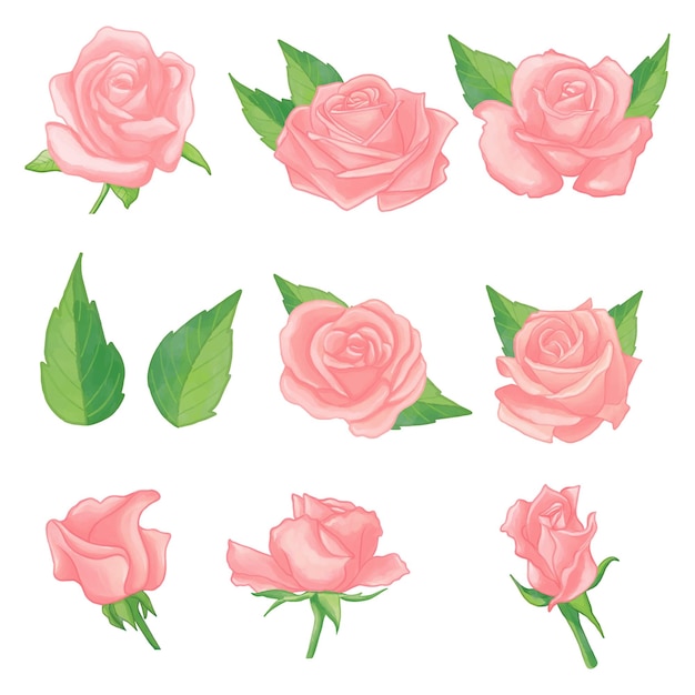 Set of Watercolor Rose flower Pink flora clipart