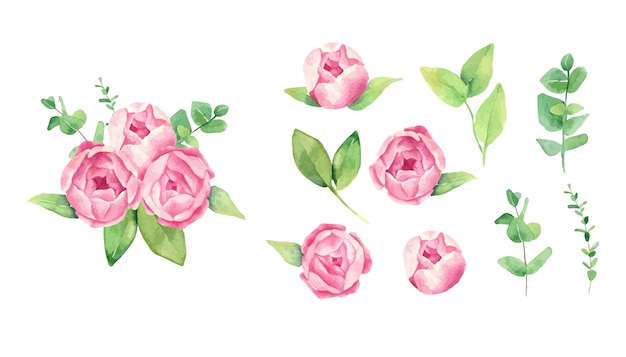 Set of watercolor rose peony flowers