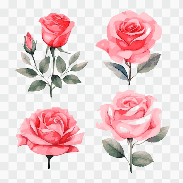 A set of watercolor roses on a transparent background