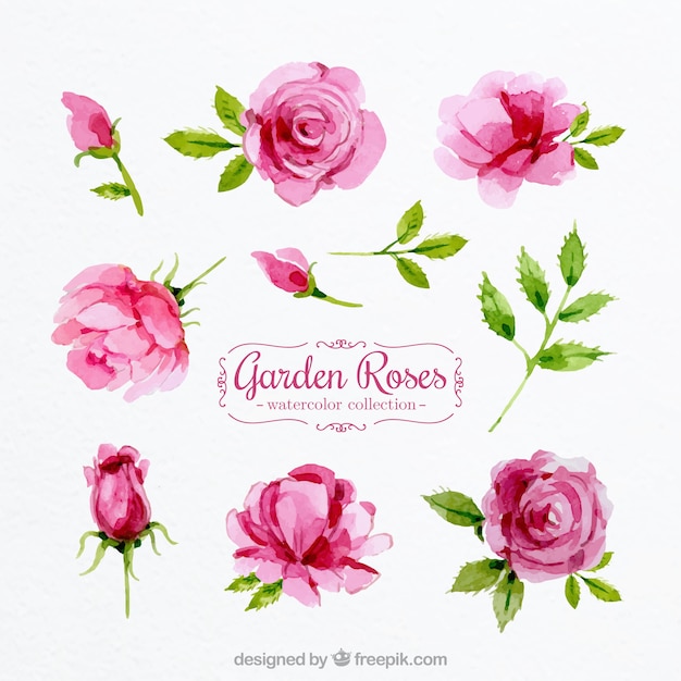 Set of watercolor roses