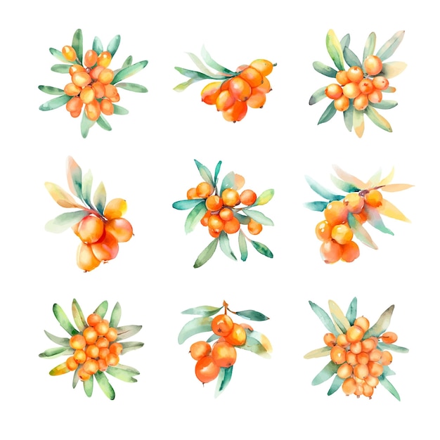 Insieme delle bacche dell'olivello spinoso dell'acquerello isolate su priorità bassa bianca