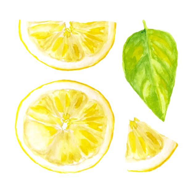Vector set of watercolor slices lemon isolated on white background in realistic style