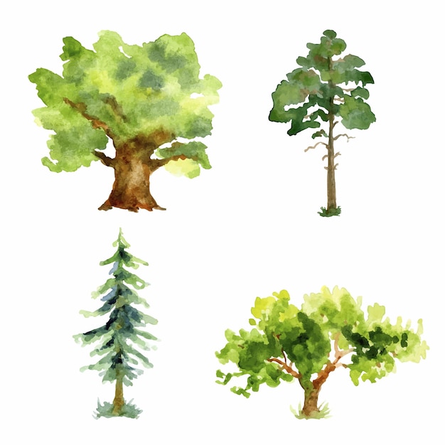 Set of watercolor spruce tree, oak tree, pine trees with grass isolated on a white background