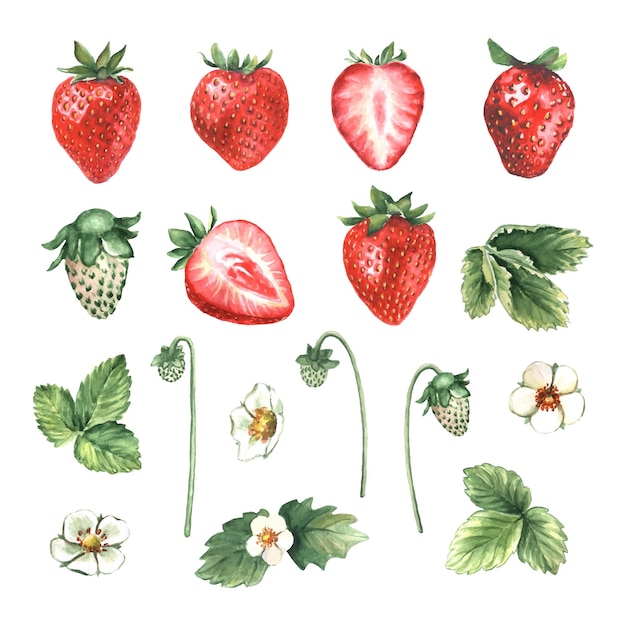 Set of watercolor strawberries and leaves