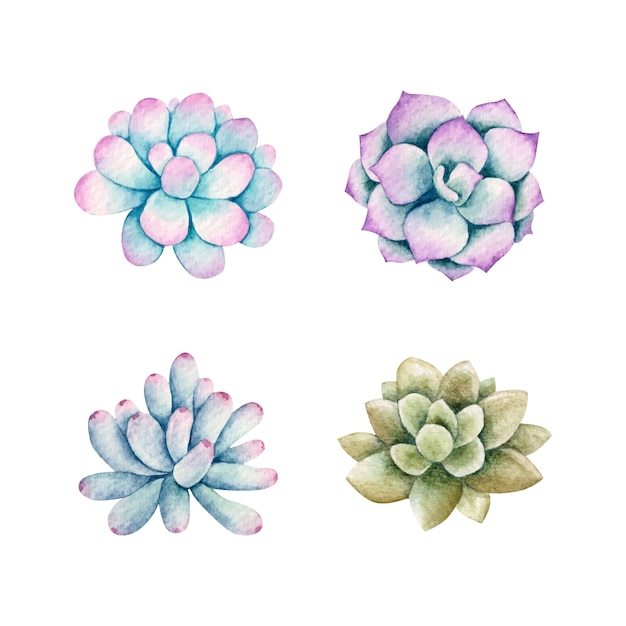 Set of watercolor succulent plants