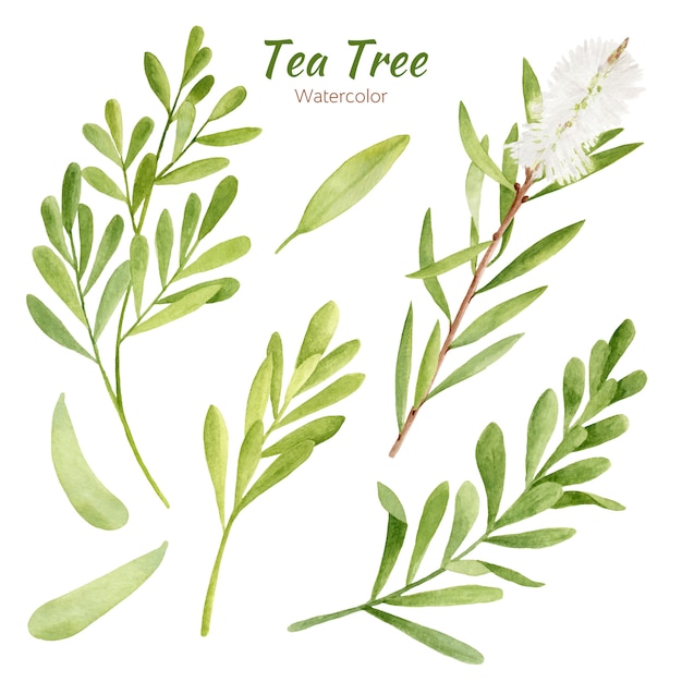 Set of watercolor tea tree leaves and branches