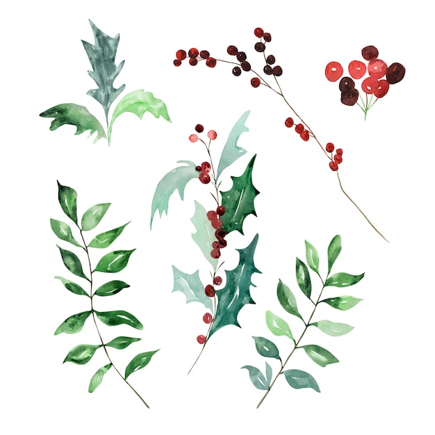 Set of watercolor traditional winter branches with leaves and berries for modern Christmas