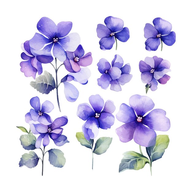 Vector set waterverf afrikaanse violette bloem geïsoleerde witte achtergrond