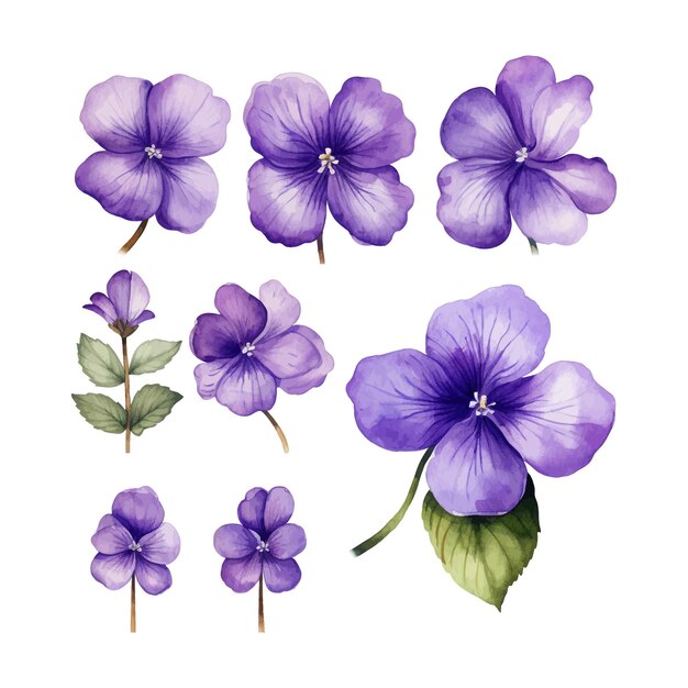Vector set waterverf afrikaanse violette bloem geïsoleerde witte achtergrond