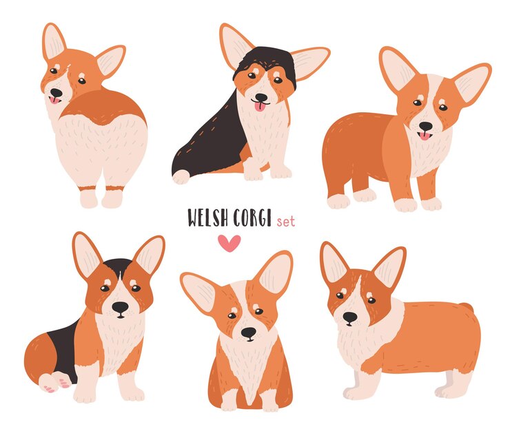 Vector さまざまな姿勢のウェルシュコーギーのセット。白い背景で隔離の放牧犬種の小さなかわいい犬。さまざまな位置にいる面白いペットの動物。フラットな漫画のキャラクター。カラフルなベクトルイラスト。