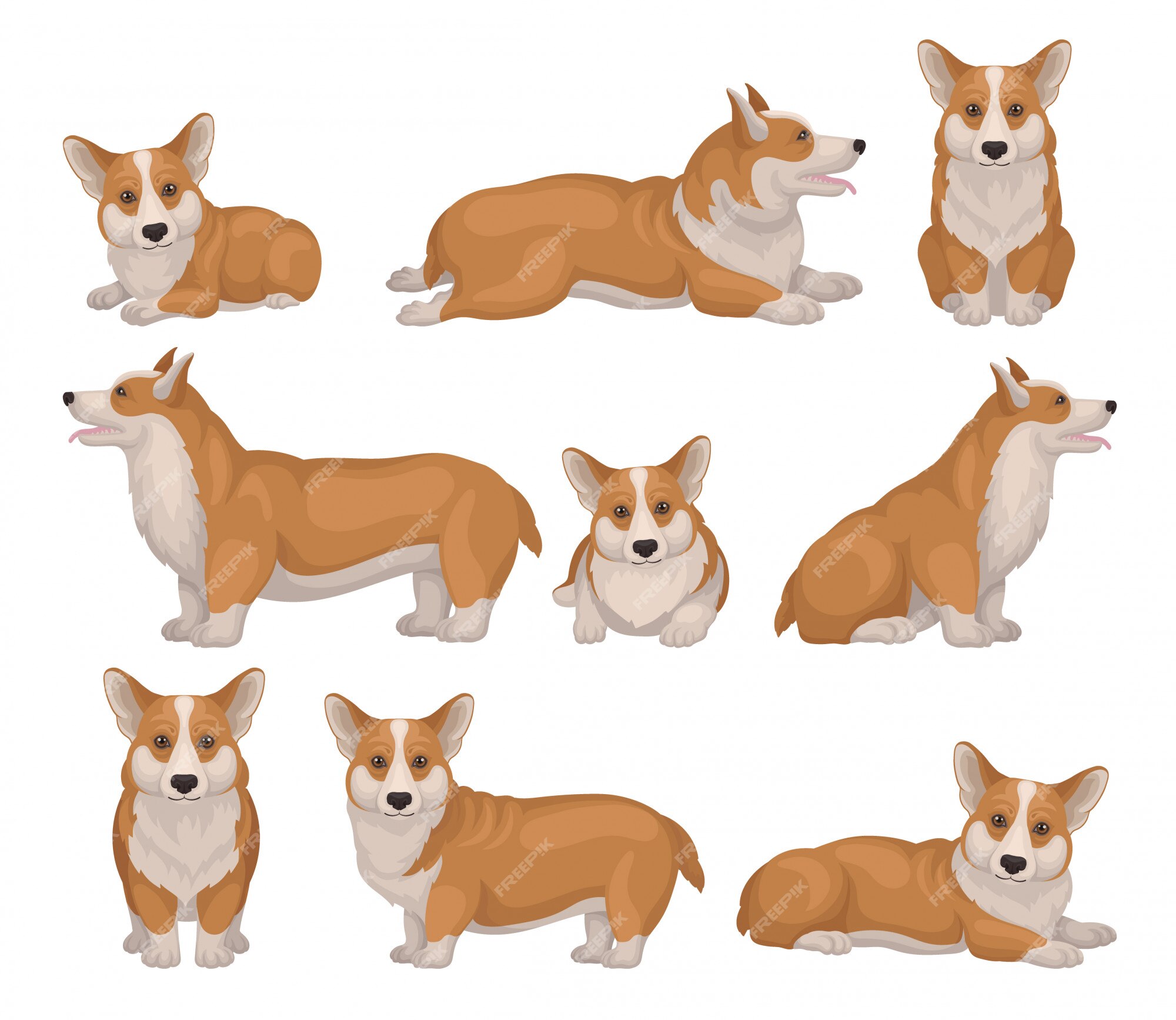 Вельш корги референс