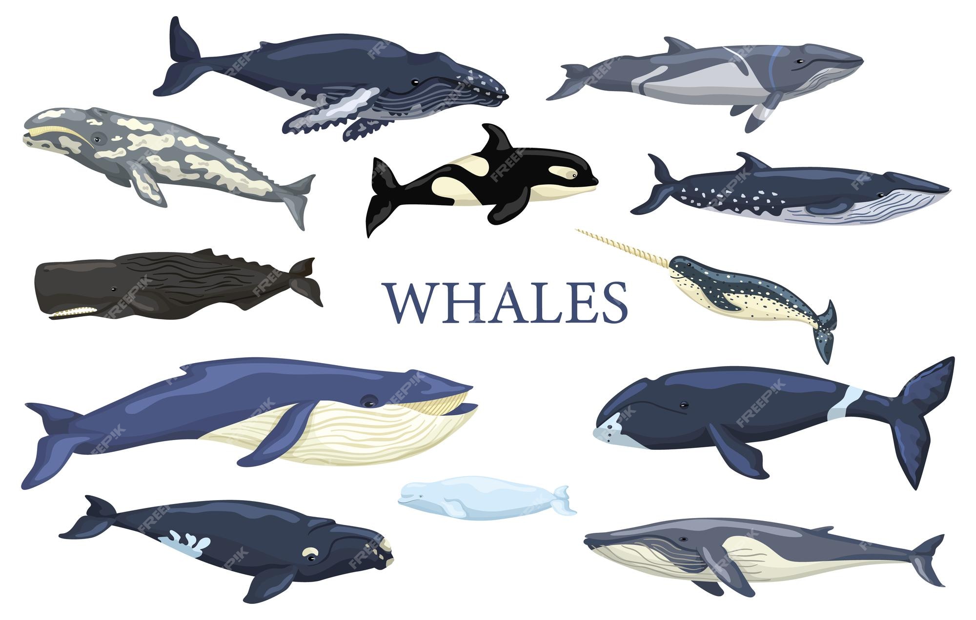 Premium Vector | Set whales isolated on white background. collection ocean animals blue whale, gray, humpback, fin, minke, bowhead, right, beluga, cachalot, narwhal and orca. vector illustration for any purposes. Premium Vector | Set whales isolated on white background. collection ocean animals blue whale, gray, humpback, fin, minke, bowhead, right, beluga, cachalot, narwhal and orca. vector illustration for any purposes.