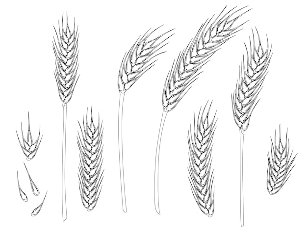 Vector set of wheat ripe spikelets and grains of wheat flat vector illustration isolated on white background outline style.