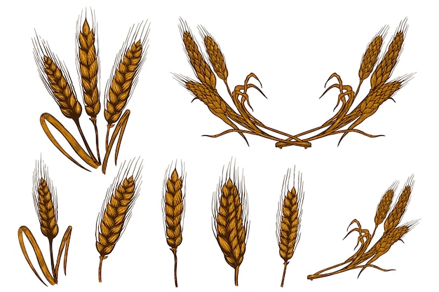 밀 spikelet 삽화 흰색 배경에 고립의 집합입니다. 포스터, 카드, 상징, 기호, 카드, 배너 디자인 요소입니다. 영상