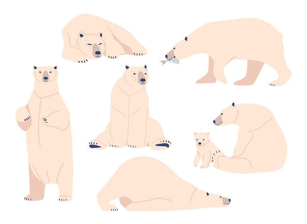 Vettore impostare l'orso bianco, predatore animale polare artico selvaggio in diverse posizioni. madre con cucciolo, creatura del polo nord con pelliccia bianca, abitante dello zoo isolato in piedi, seduto e sdraiato. fumetto illustrazione vettoriale