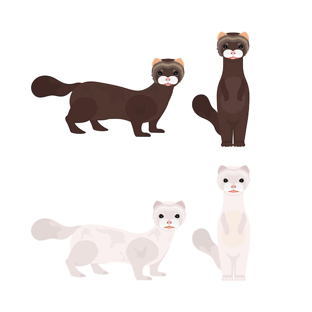 Set of white and brown minks. Mink in a flat style. Isolated, vector.