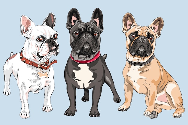 Set of white, fawn and black French Bulldogs