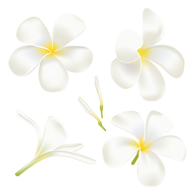 Vector set white frangipani flower. perfect realistic  illustration.  on white background.