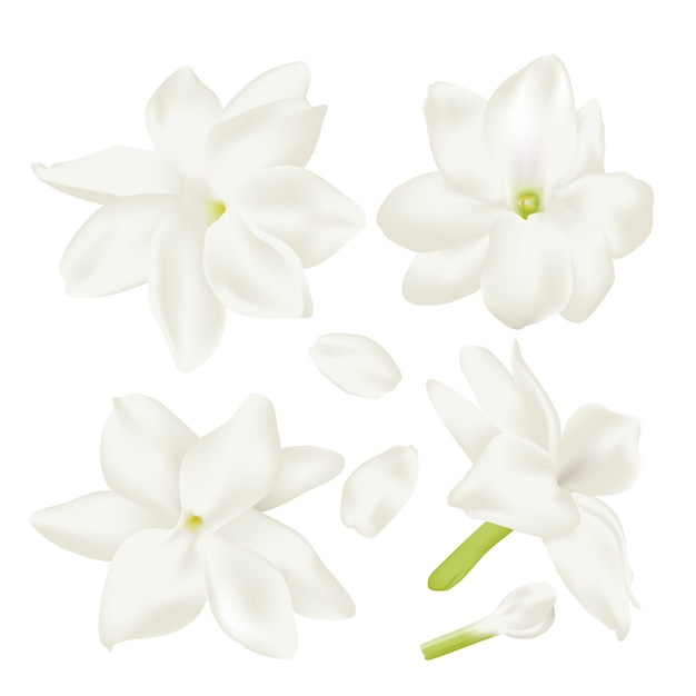 Vector set white jasmine flower