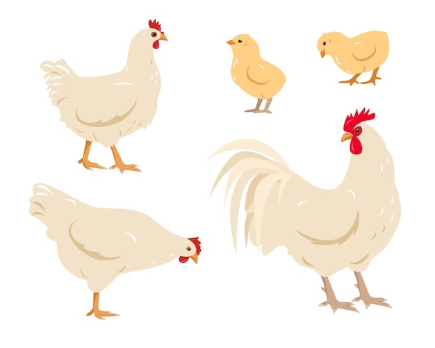 Vector set of white poultry farm chicken birds rooster cock with hen and chicks chicken family icons