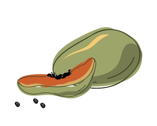 Vector set whole fresh papaya and slice. vector illustration