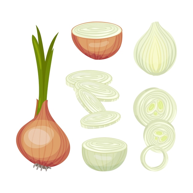 Set of whole onions with tops in the peel peeled cut in half and sliced vector illustration on white background