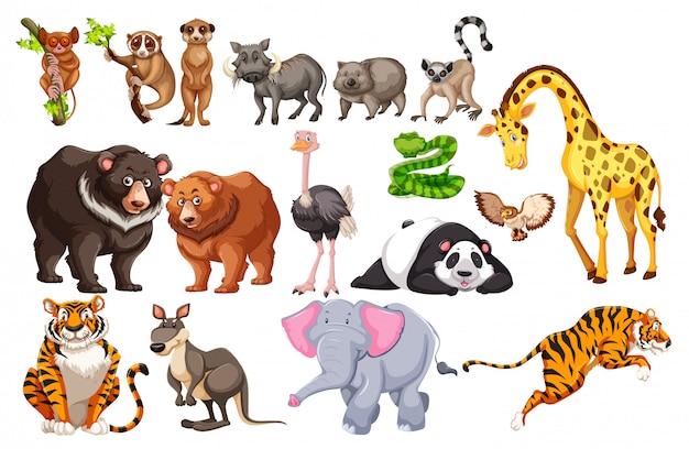 A set of wild animals on white background