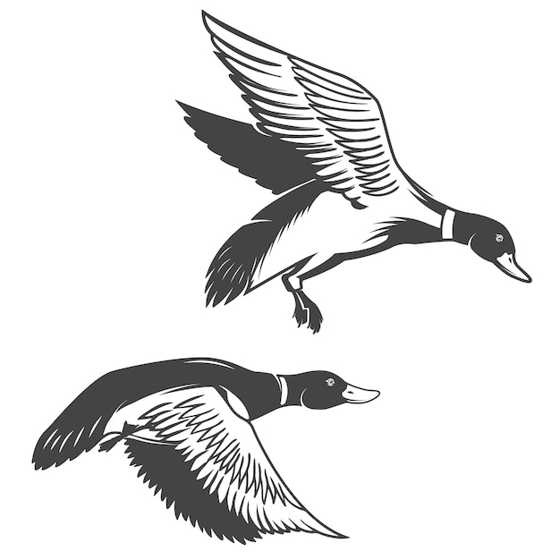 Set of wild ducks icons  on white background.  elements for logo, label, emblem, sign, brand mark.