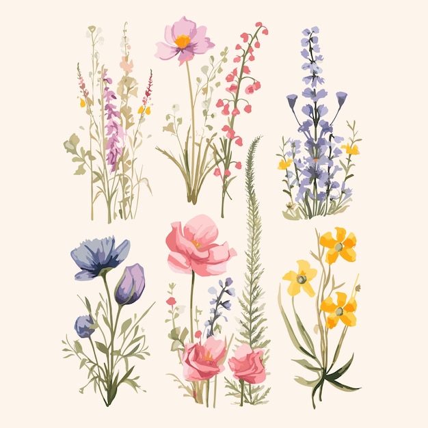 Vector set wild flower for decoration