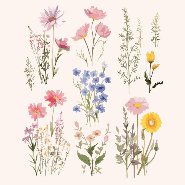 Vector set wild flower for decoration