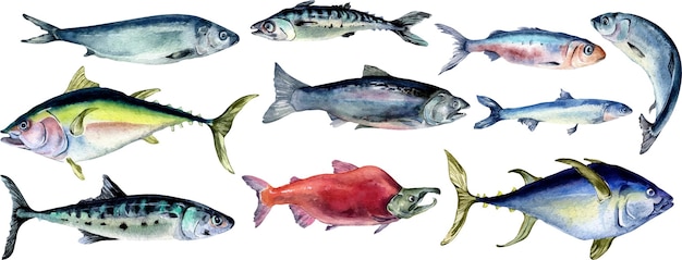 Vector set of wild sea fish watercolor illustration isolated on white background