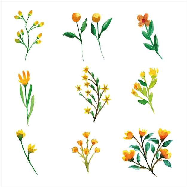 Set of wild yellow flower and leaves watercolor of spring season for greetings card