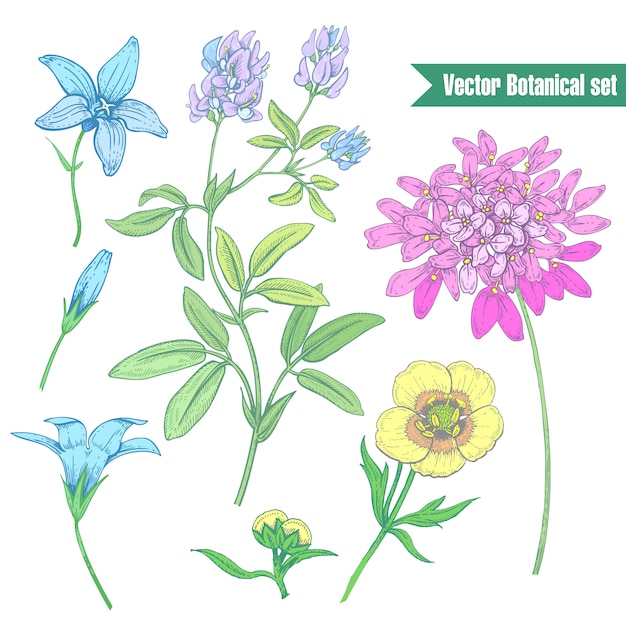 Vector set wildflowers isolated