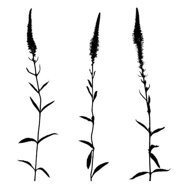 Set of wildflowers silhouettes isolated on white background. Meadow flowers collection. Vector illustration.