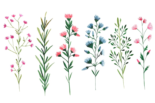 白い背景の上の野生の花の水彩イラストのセット